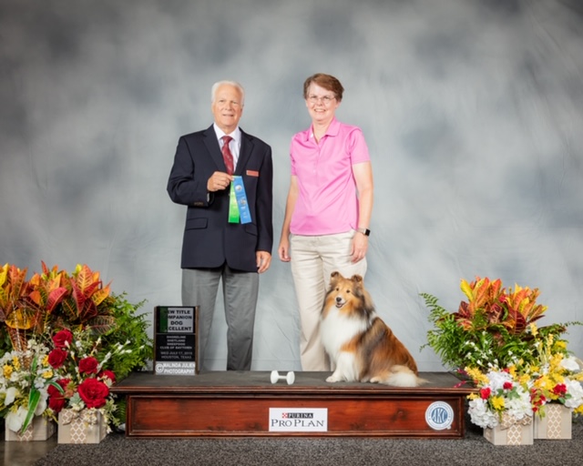 rimrock shelties