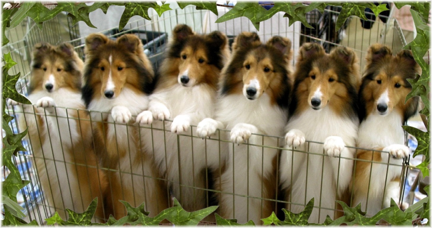 rimrock shelties