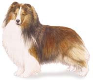 Shetland Sheepdog